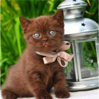 Cosme Felinito