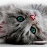 GatiLover