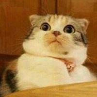 the-cat
