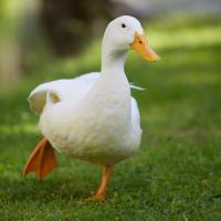 sir.pato